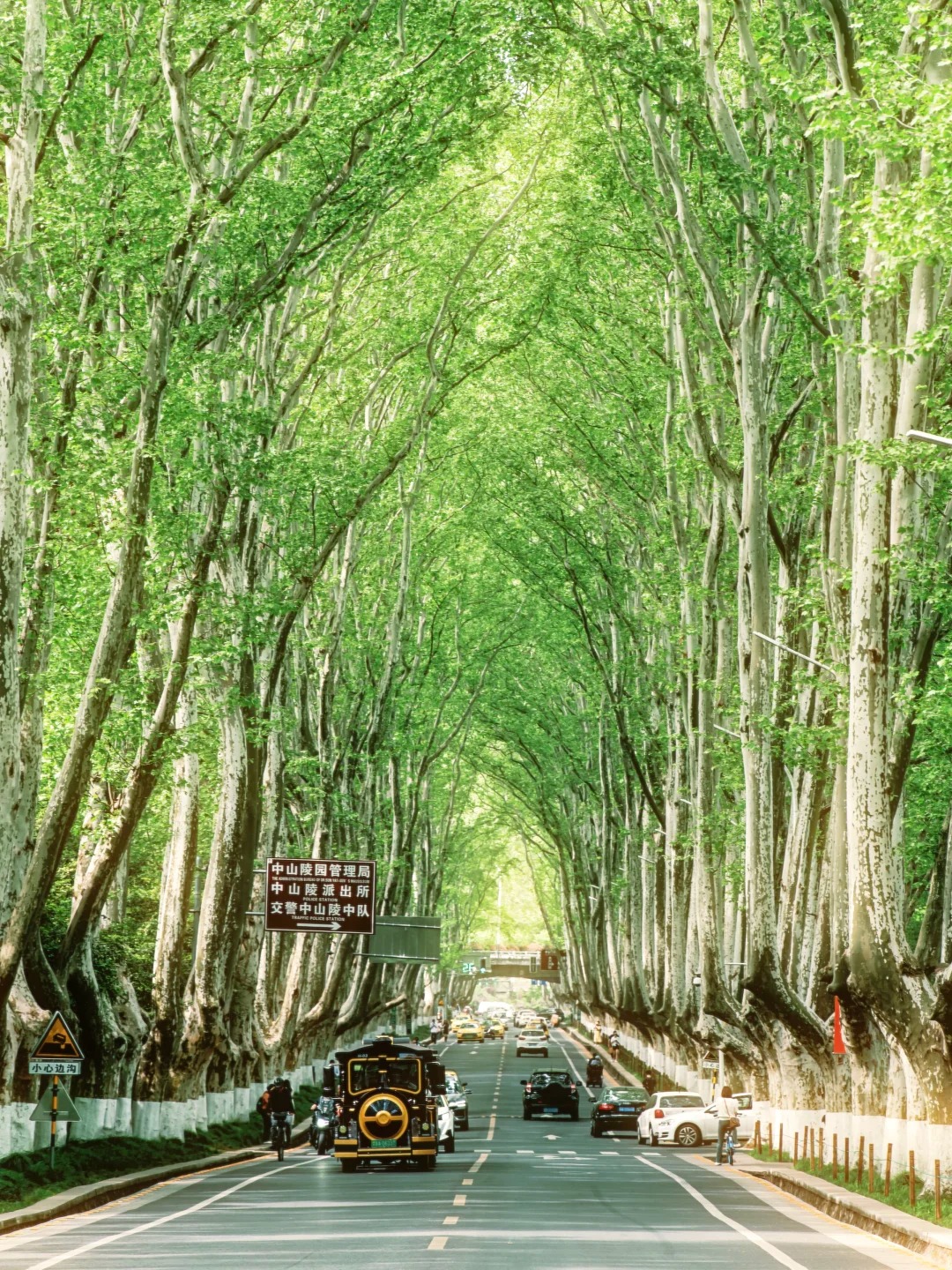 南京中山陵風景